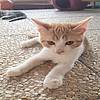Kater Casio