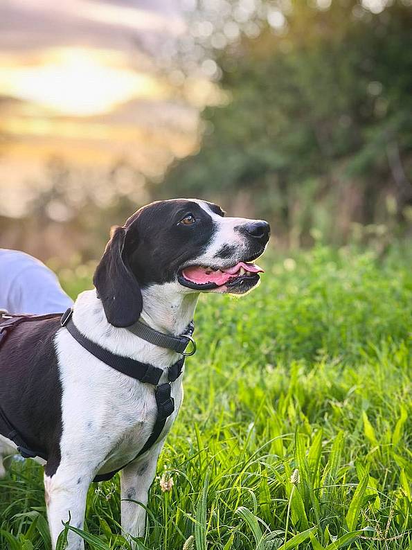 Brando, Segugio Italiano