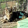 Kater Top Gat