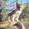 Kater Casio