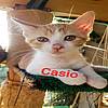 Kater Casio