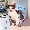 Burro 