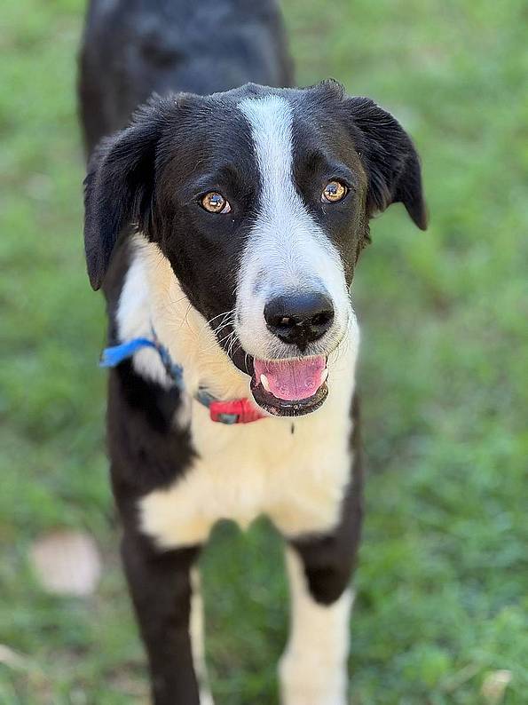 Border-Collie 