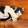 Vittoria - die Siegreiche